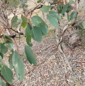 Eucalyptus polyanthemos subsp. polyanthemos at QPRC LGA - 4 May 2024