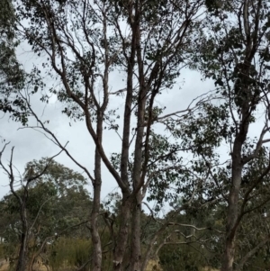 Eucalyptus polyanthemos subsp. polyanthemos at QPRC LGA - suppressed