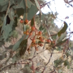 Eucalyptus polyanthemos subsp. polyanthemos at QPRC LGA - 4 May 2024