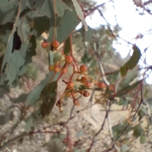 Eucalyptus polyanthemos subsp. polyanthemos at QPRC LGA - 4 May 2024