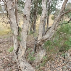 Eucalyptus polyanthemos subsp. polyanthemos at QPRC LGA - 4 May 2024