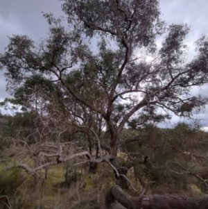 Eucalyptus goniocalyx subsp. goniocalyx at QPRC LGA - 4 May 2024