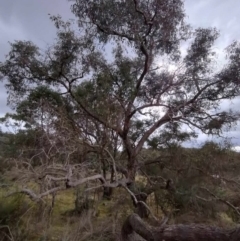 Eucalyptus goniocalyx subsp. goniocalyx (Long-leaved Box) at suppressed - 4 May 2024 by AmandaC