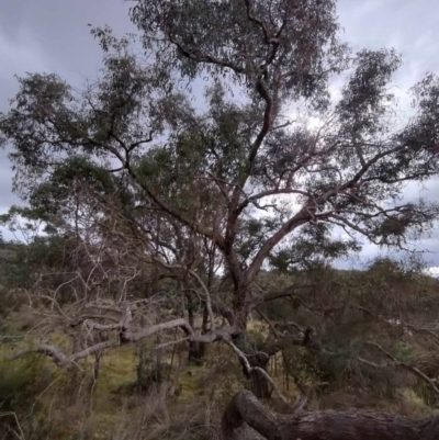 Eucalyptus bridgesiana at Carwoola, NSW - 4 May 2024 by AmandaC
