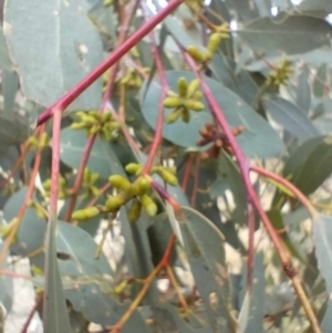 Eucalyptus goniocalyx subsp. goniocalyx at QPRC LGA - 4 May 2024