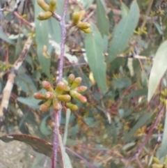 Eucalyptus goniocalyx subsp. goniocalyx at QPRC LGA - 4 May 2024