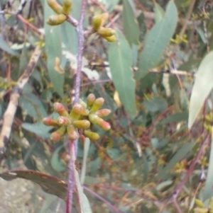 Eucalyptus goniocalyx subsp. goniocalyx at QPRC LGA - 4 May 2024