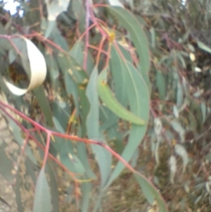 Eucalyptus goniocalyx subsp. goniocalyx at QPRC LGA - 4 May 2024