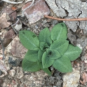 Speculantha rubescens at Aranda, ACT - 4 May 2024