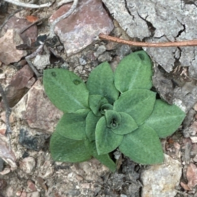 Speculantha rubescens (Blushing Tiny Greenhood) at Point 73 - 4 May 2024 by lbradley