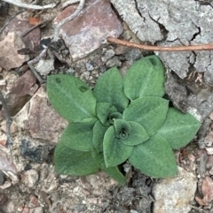 Speculantha rubescens (Blushing Tiny Greenhood) at Aranda Bushland - 4 May 2024 by lbradley