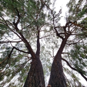 Eucalyptus sideroxylon at Red Hill, ACT - 4 May 2024