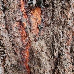 Eucalyptus sideroxylon at Red Hill, ACT - 4 May 2024