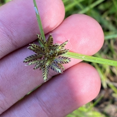 Cyperus sanguinolentus (A Sedge) at Fitzroy Falls - 3 Mar 2024 by Tapirlord