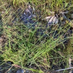 Cyperus sanguinolentus at Fitzroy Falls - 3 Mar 2024