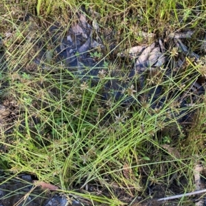 Cyperus sanguinolentus at Fitzroy Falls - 3 Mar 2024 03:25 PM