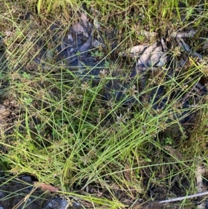 Cyperus sanguinolentus at Fitzroy Falls - 3 Mar 2024