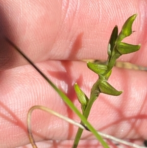 Corunastylis striata at Fitzroy Falls - 3 Mar 2024