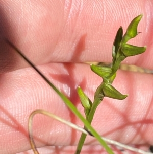 Prasophyllum striatum at Fitzroy Falls - 3 Mar 2024