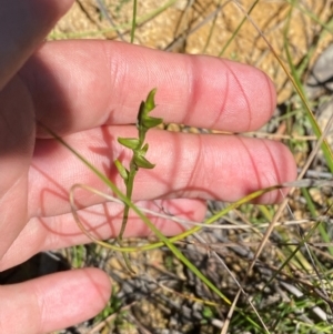 Prasophyllum striatum at Fitzroy Falls - 3 Mar 2024