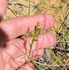 Corunastylis striata at Fitzroy Falls - 3 Mar 2024