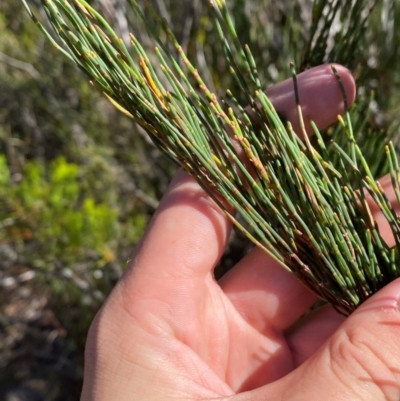 Allocasuarina distyla (Shrubby Sheoak) at Wingecarribee Local Government Area - 3 Mar 2024 by Tapirlord