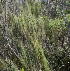 Allocasuarina distyla at Fitzroy Falls - 3 Mar 2024