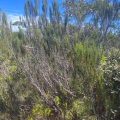 Allocasuarina distyla at Fitzroy Falls - 3 Mar 2024 02:47 PM