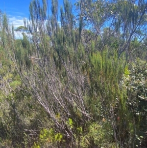 Allocasuarina distyla at Fitzroy Falls - 3 Mar 2024