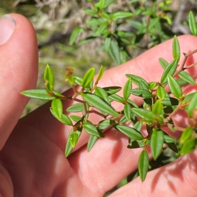 Pomaderris ledifolia at Wingecarribee Local Government Area - 3 Mar 2024 by Tapirlord