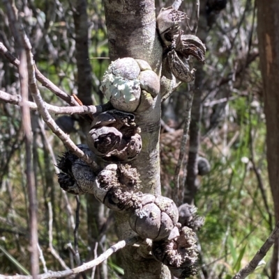 Callitris muelleri (Illawarra Cypress Pine) at Fitzroy Falls, NSW - 3 Mar 2024 by Tapirlord