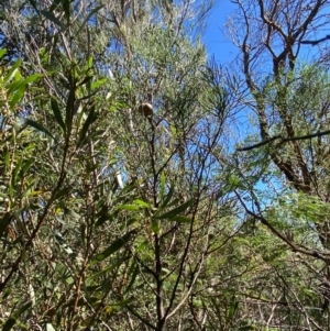 Callitris muelleri at Fitzroy Falls - 3 Mar 2024