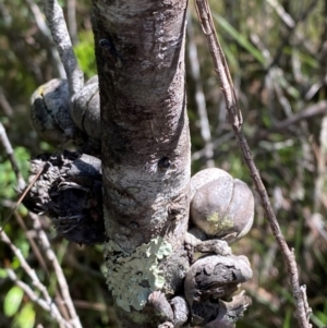 Callitris muelleri at Fitzroy Falls - 3 Mar 2024