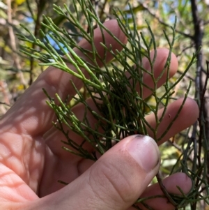 Callitris muelleri at Fitzroy Falls - 3 Mar 2024