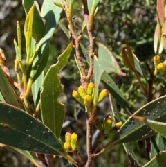Eucalyptus dendromorpha (Budawang Ash) at Morton National Park - 3 Mar 2024 by Tapirlord