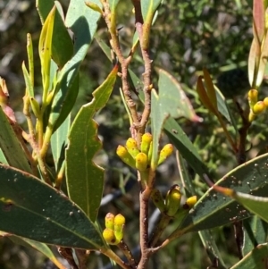 Eucalyptus dendromorpha at Fitzroy Falls - 3 Mar 2024 02:42 PM