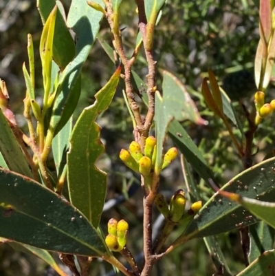 Eucalyptus dendromorpha (Budawang Ash) at Fitzroy Falls, NSW - 3 Mar 2024 by Tapirlord