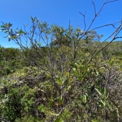 Eucalyptus dendromorpha at Fitzroy Falls - 3 Mar 2024