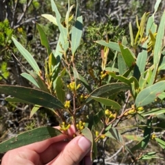 Eucalyptus dendromorpha at Fitzroy Falls - 3 Mar 2024 02:42 PM