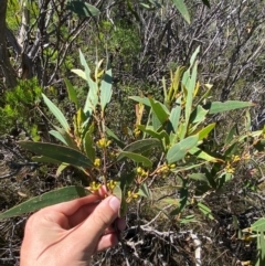 Eucalyptus dendromorpha at Fitzroy Falls - 3 Mar 2024 02:42 PM