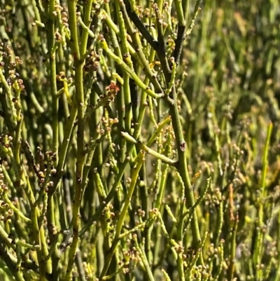 Leptomeria acida (Native Currant, Sour Currant Bush) at Morton National Park - 3 Mar 2024 by Tapirlord