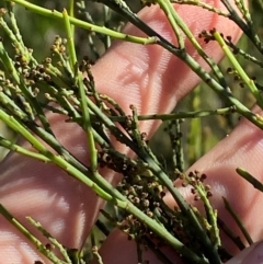 Leptomeria acida at Fitzroy Falls - 3 Mar 2024 02:33 PM