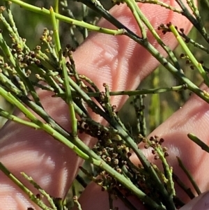 Leptomeria acida at Fitzroy Falls - 3 Mar 2024 02:33 PM