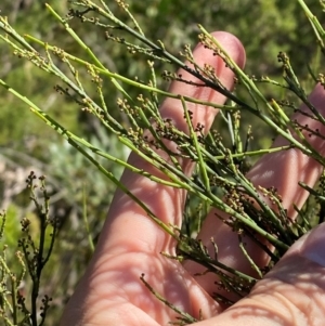 Leptomeria acida at Fitzroy Falls - 3 Mar 2024