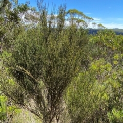 Leptomeria acida at Fitzroy Falls - 3 Mar 2024