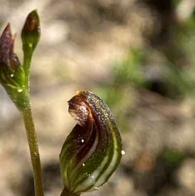 Speculantha furva (Swarthy Tiny Greenhood) at Fitzroy Falls - 3 Mar 2024 by Tapirlord