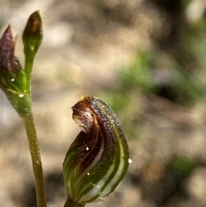 Pterostylis furva at suppressed by Tapirlord