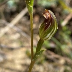 Speculantha furva at Morton National Park - 3 Mar 2024