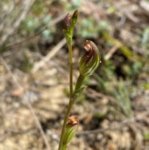 Speculantha furva at Morton National Park - 3 Mar 2024