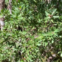 Gaudium trinervium (Paperbark Teatree) at Fitzroy Falls - 3 Mar 2024 by Tapirlord